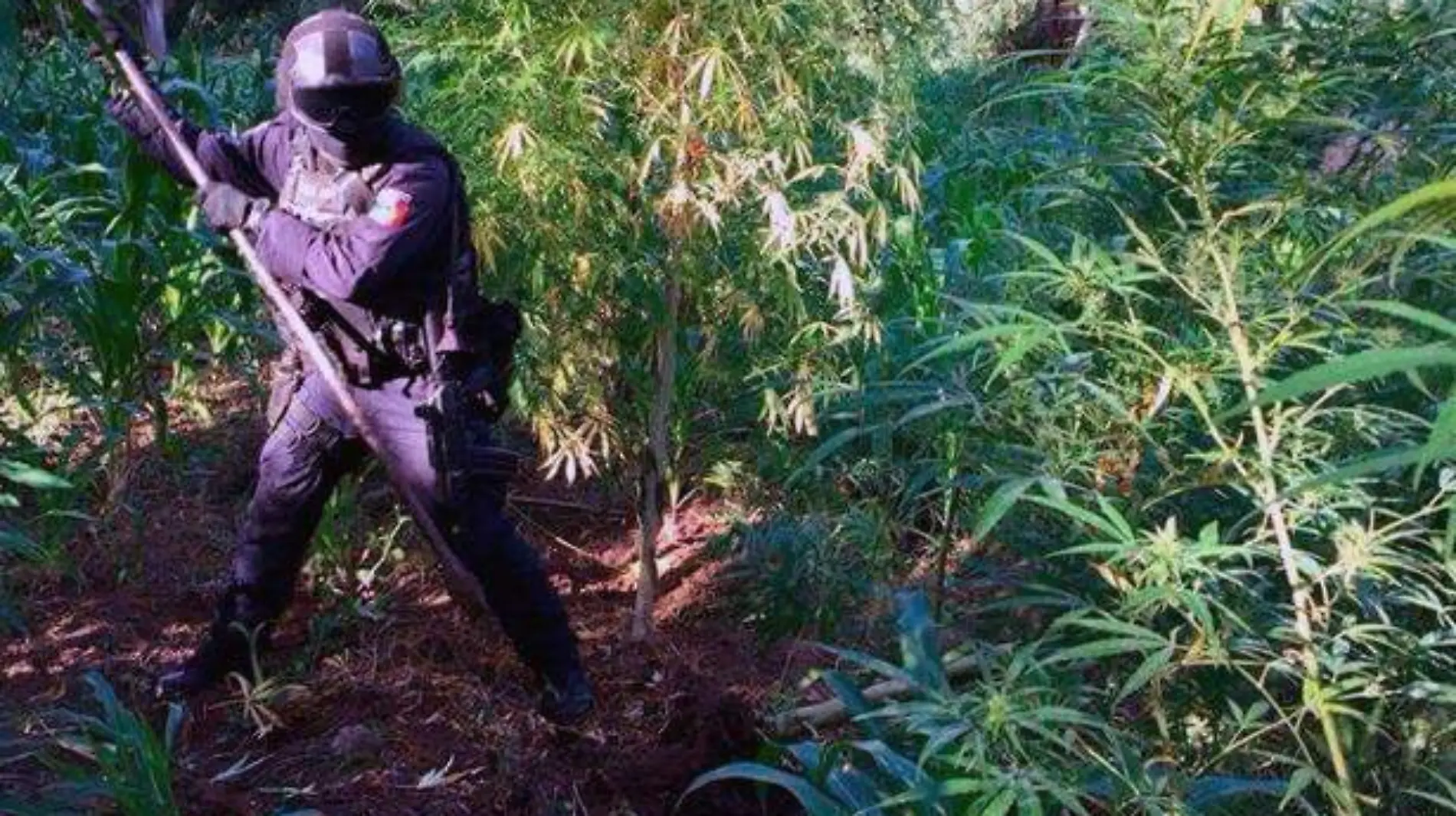 destruyen plantío de marihuana en chilapa